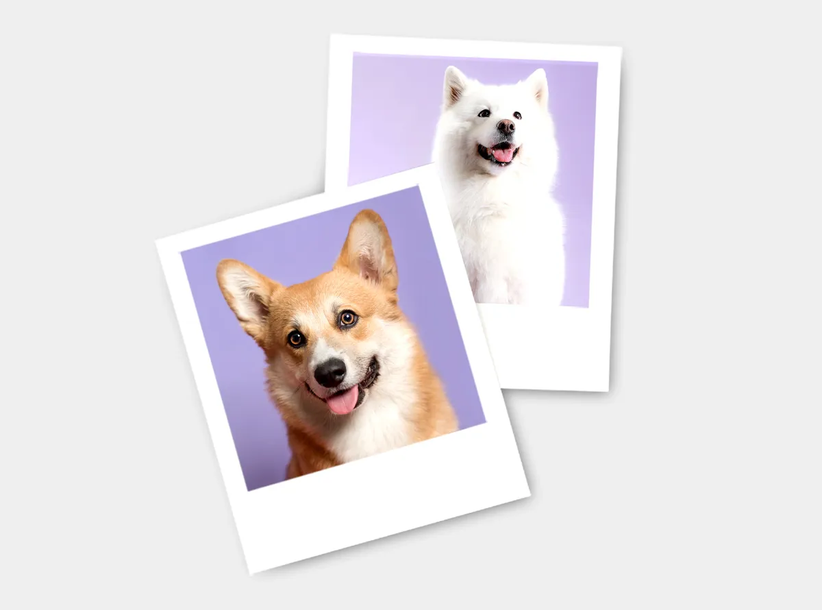 Fotoabzüge im Polaroid-Stil sind mit Motiven von Hunden bedruckt und liegen auf einem grauen Hintergrund